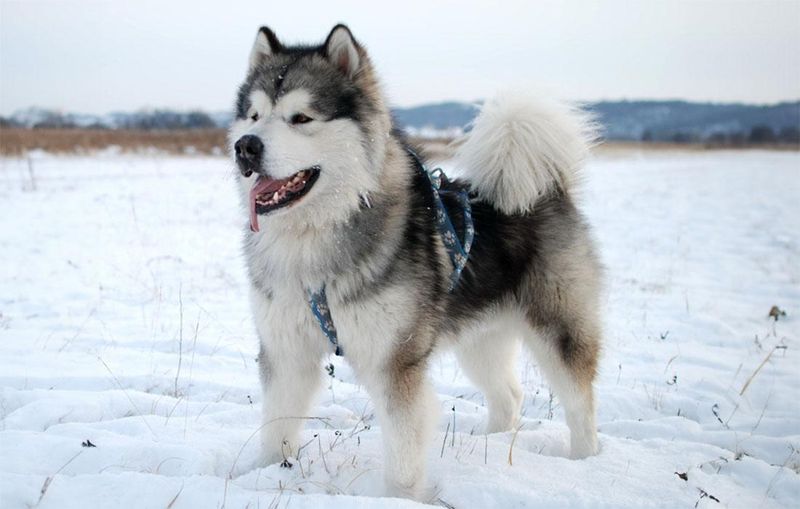 Alaskan Malamute