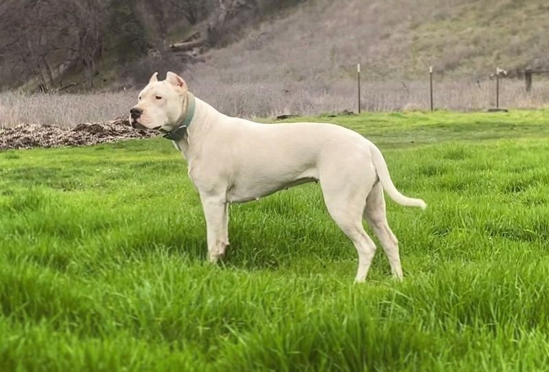 Dogo Argentino