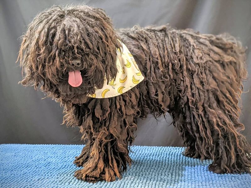 Puli