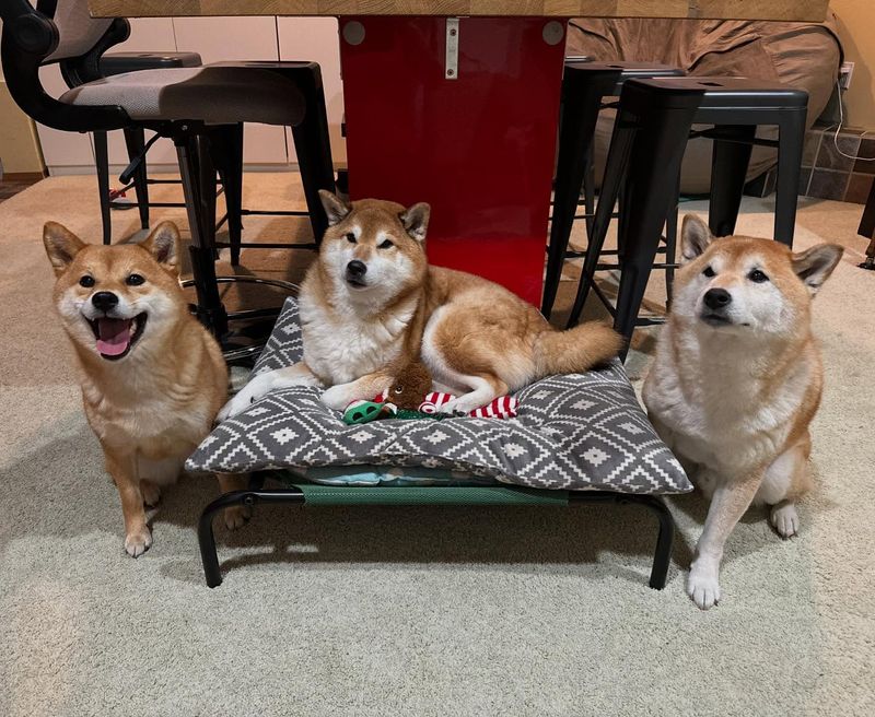 Shiba Inu