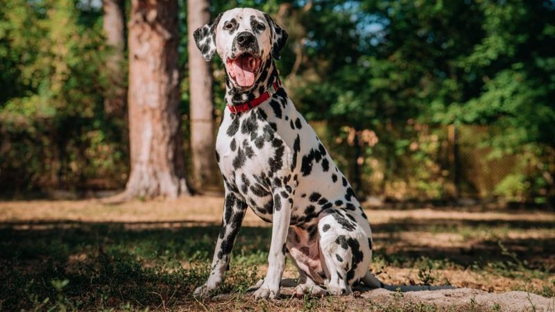Dalmatian