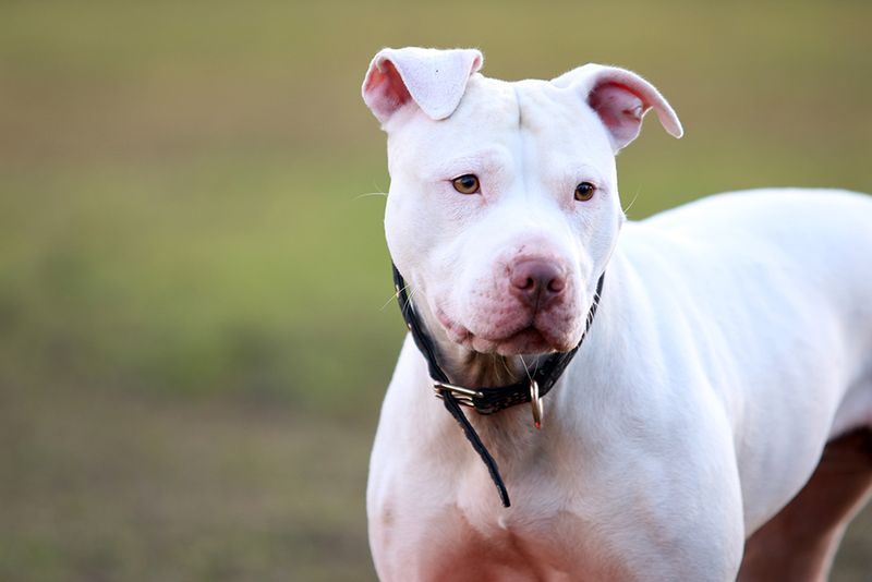 Pit Bull Terrier