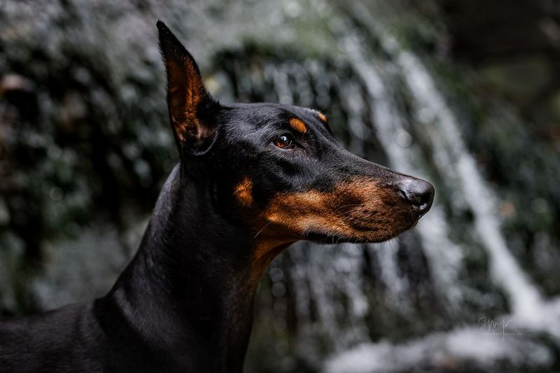 Doberman Pinscher