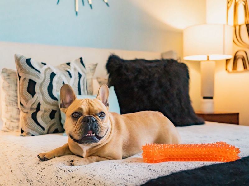 French Bulldog