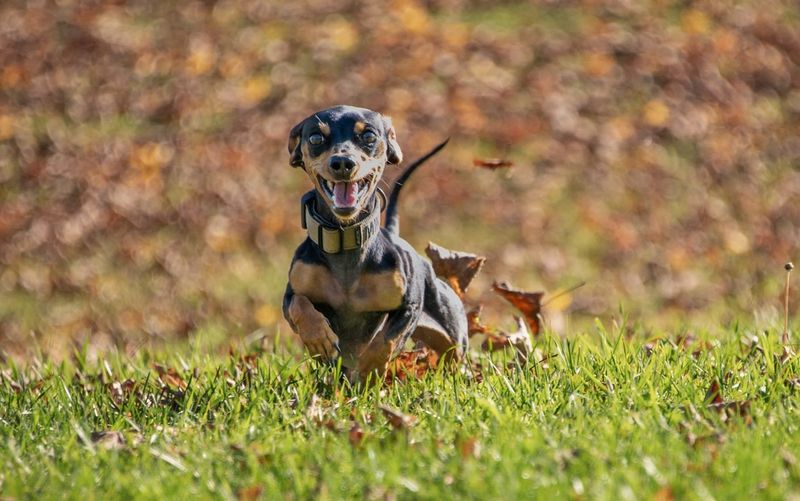 Dachshund