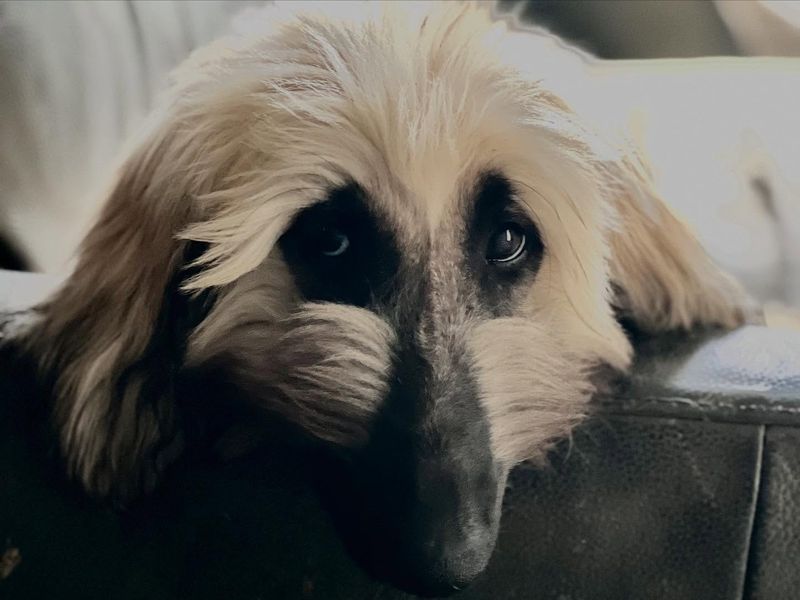Afghan Hound