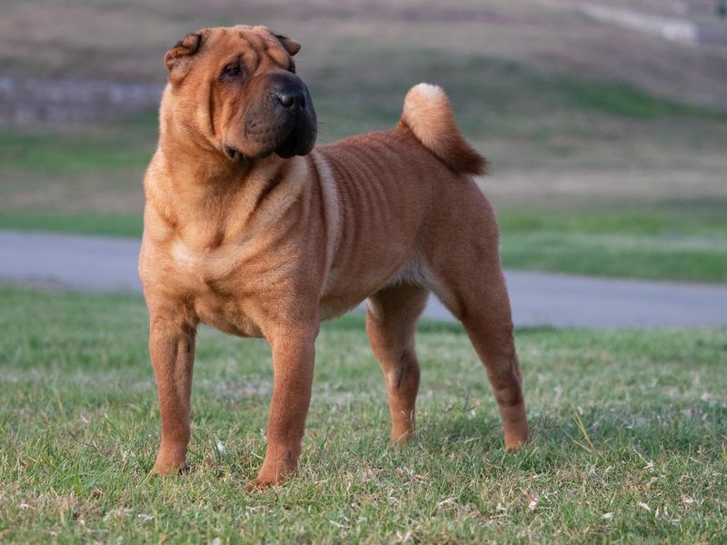 Shar-Pei