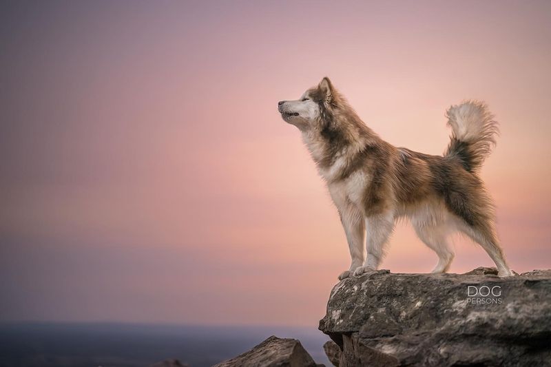 Alaskan Malamute