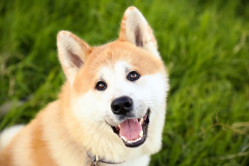 Akita