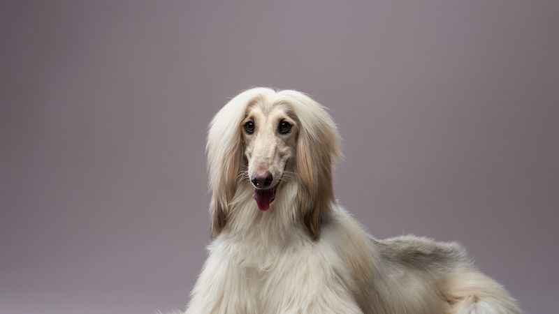Afghan Hound