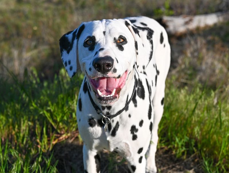Dalmatian