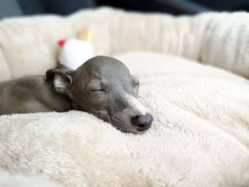 Greyhound