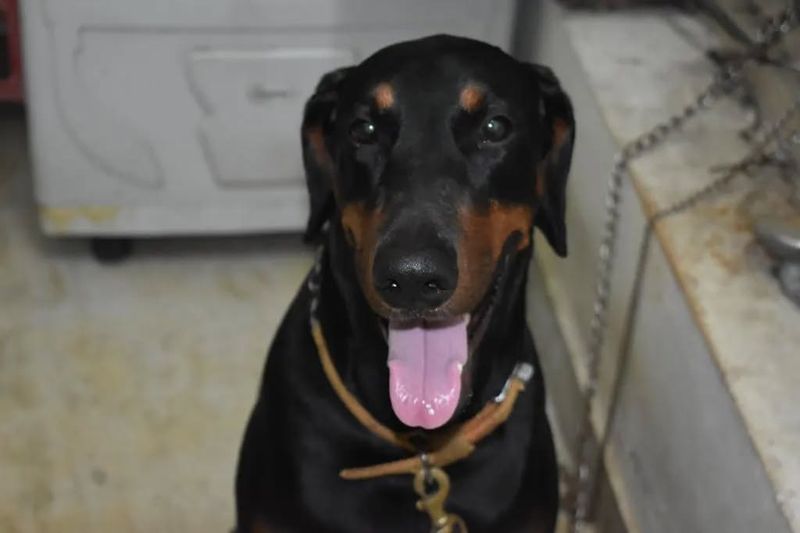 Doberman Pinscher