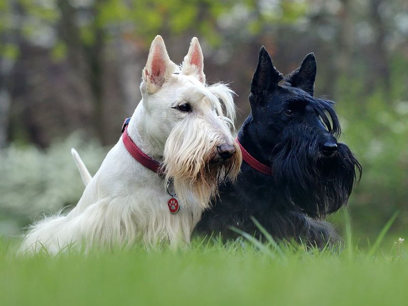 Scottish Terrier