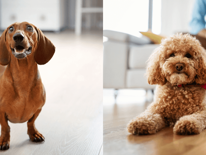 Dachshund