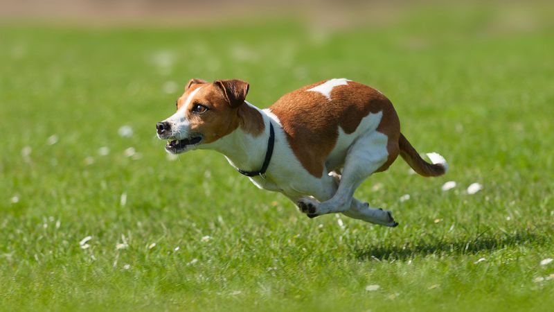 Jack Russell Terriers