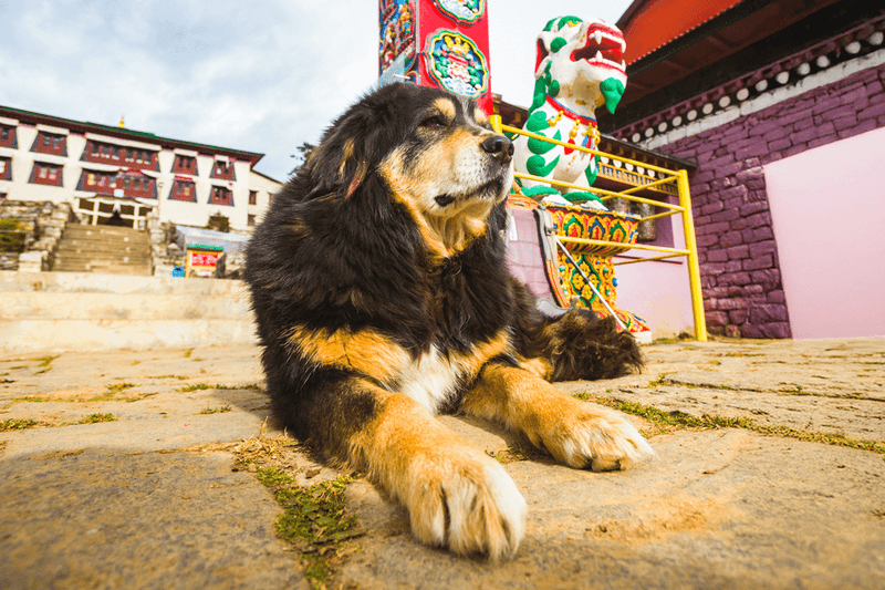 Buddhist Pure Lands