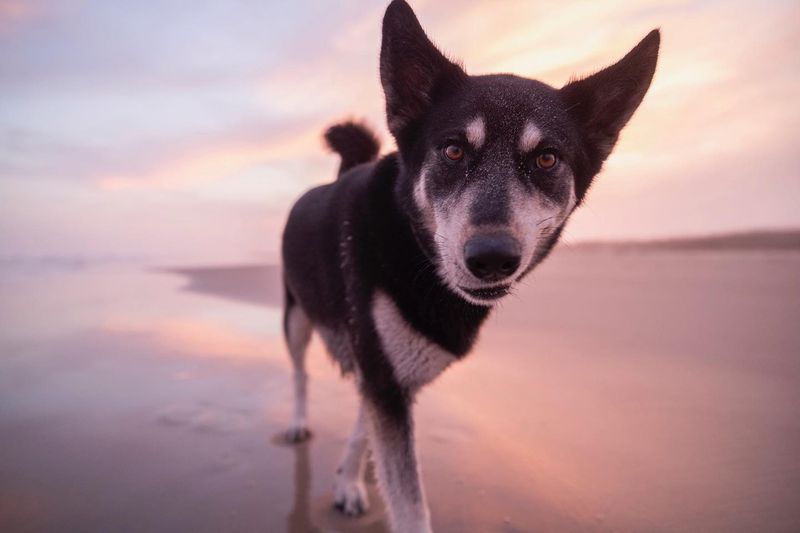 Huskador