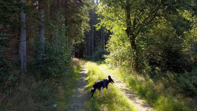 Forest Ambience