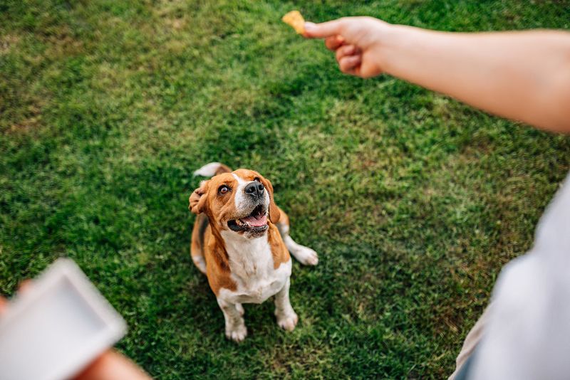 Treat-Based Training