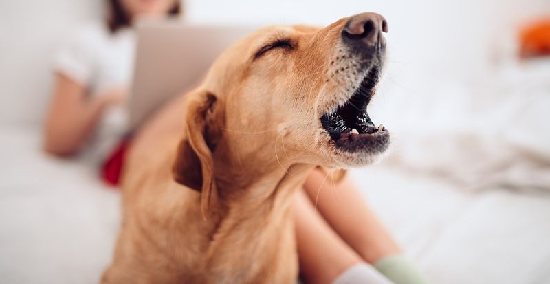 Compulsive Barking