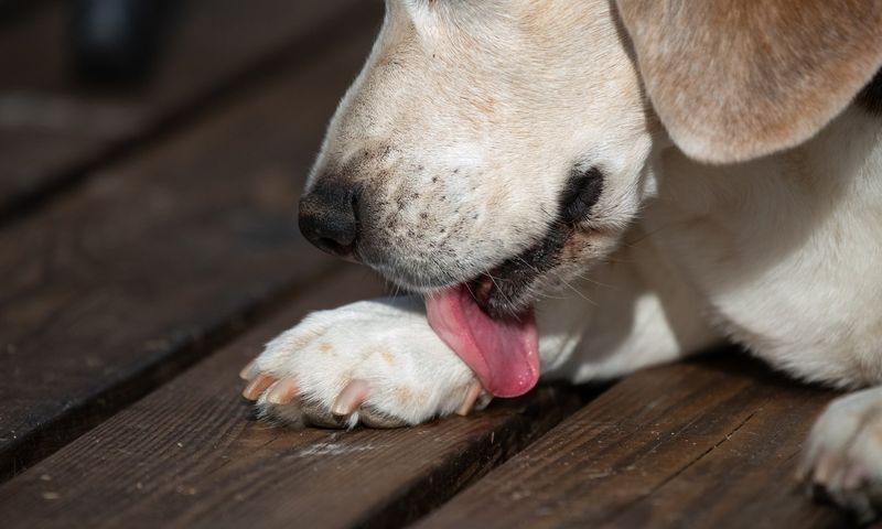 Excessive Licking or Grooming