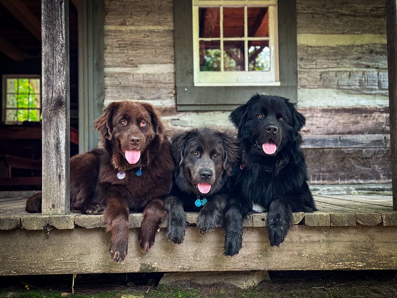 Newfoundland