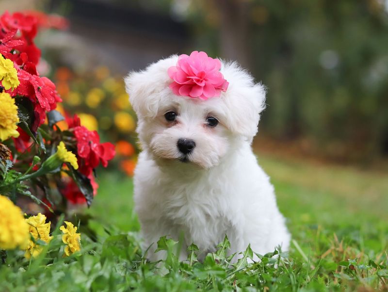 Maltipoo