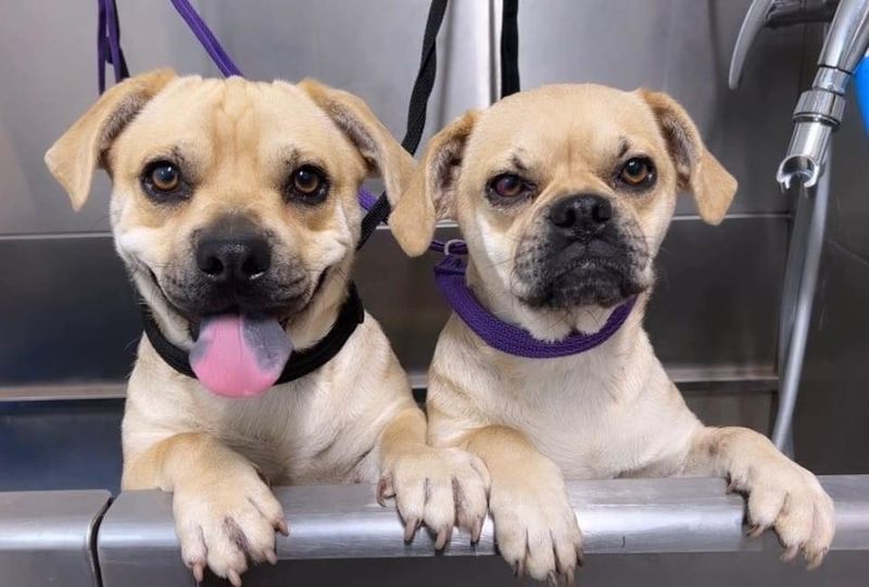 Puggle