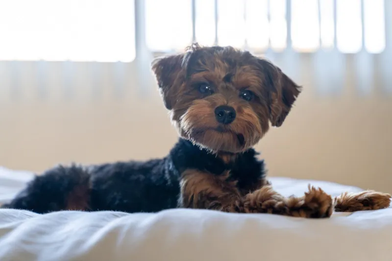 Yorkipoo