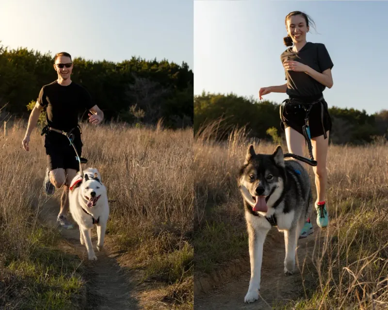 Siberian Husky