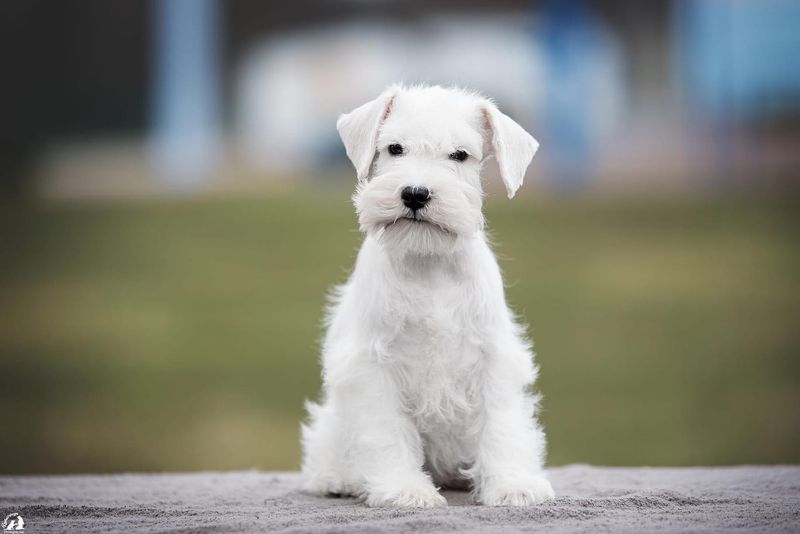 Miniature Schnauzer
