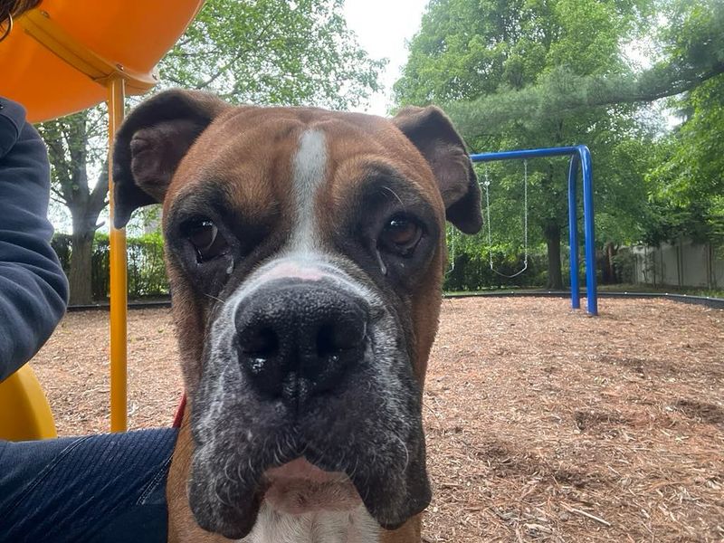 Boxer