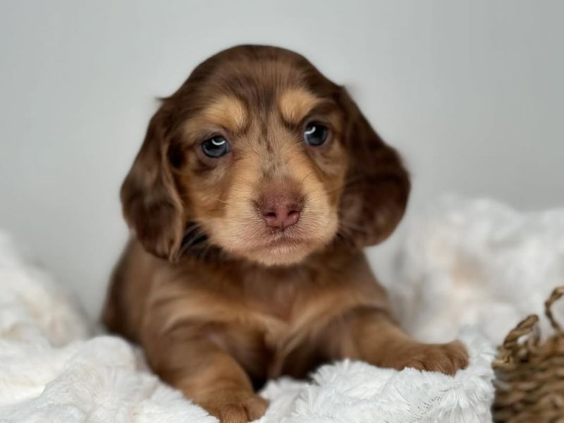 Dachshund