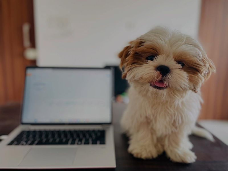 Shih Tzu