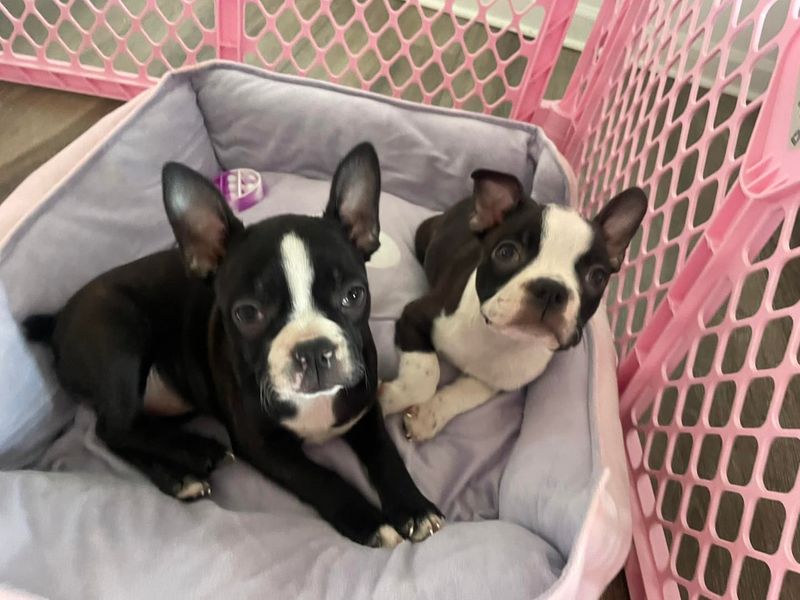 Boston Terrier