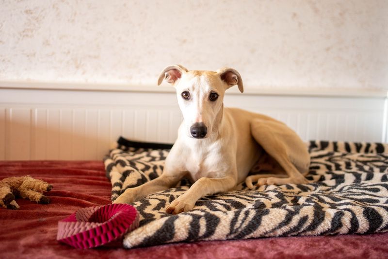 Whippet