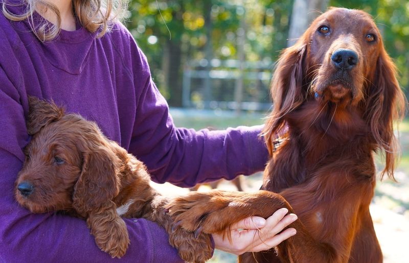 Irish Setter