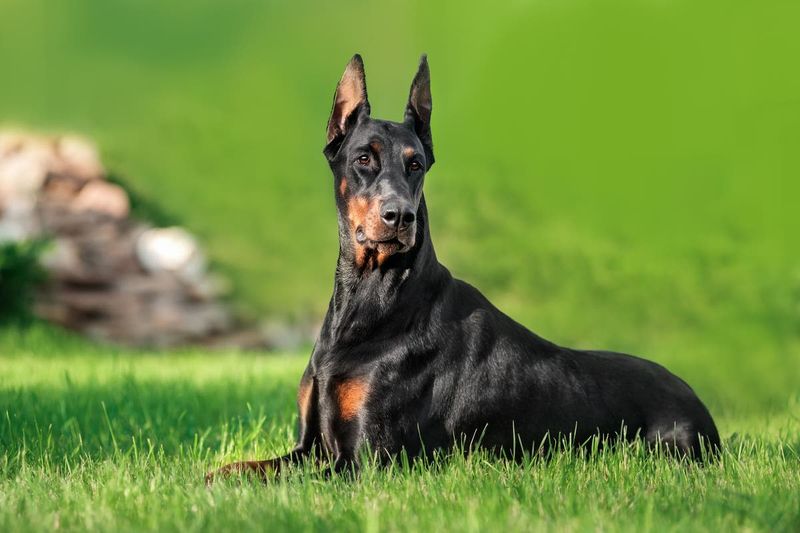 Doberman Pinscher