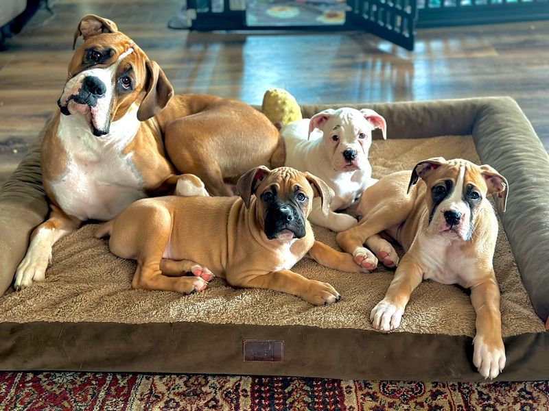 Boxer