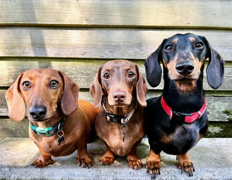 Dachshund