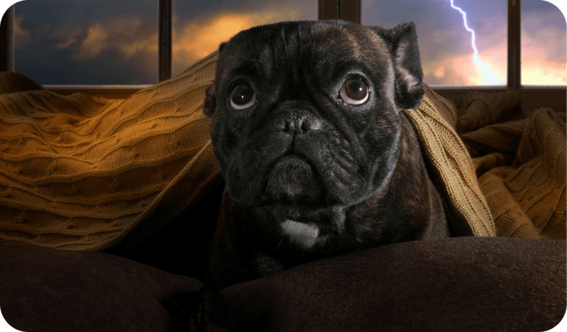 Pug