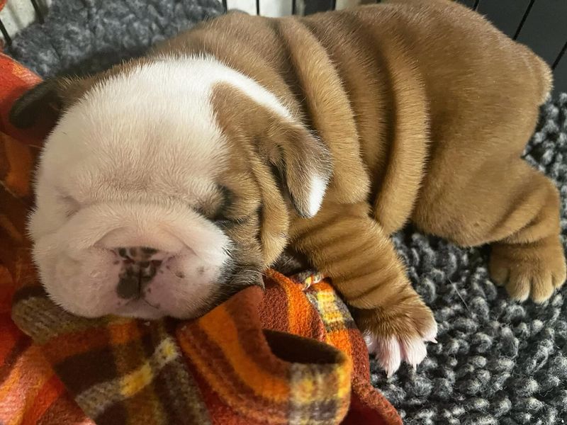 Bulldog