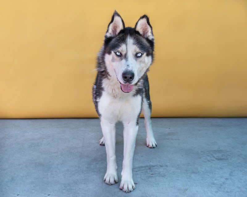 Siberian Husky