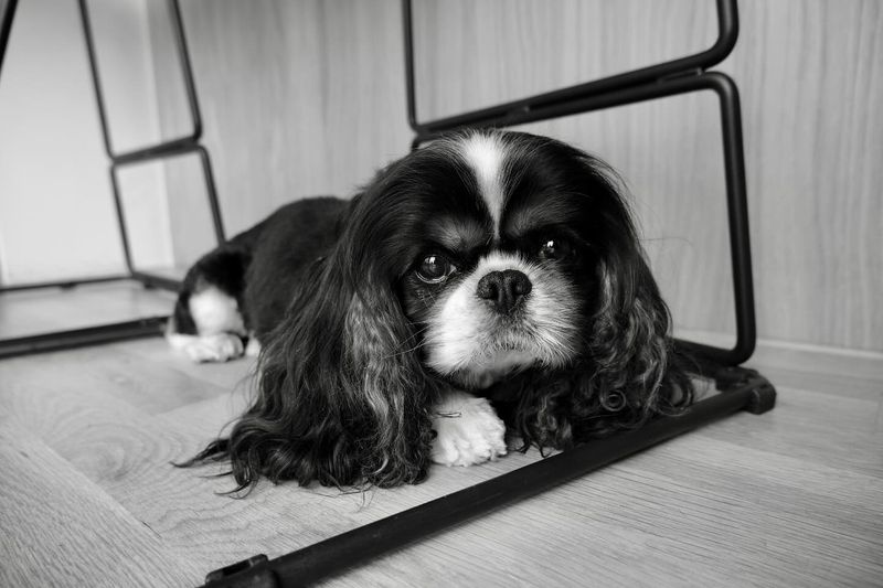 Cavalier King Charles Spaniel