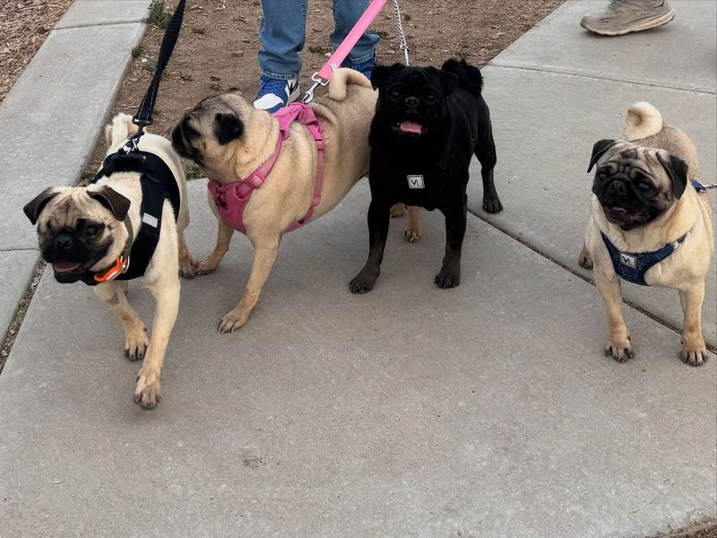 Pug