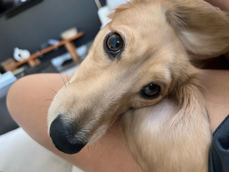 Dachshund