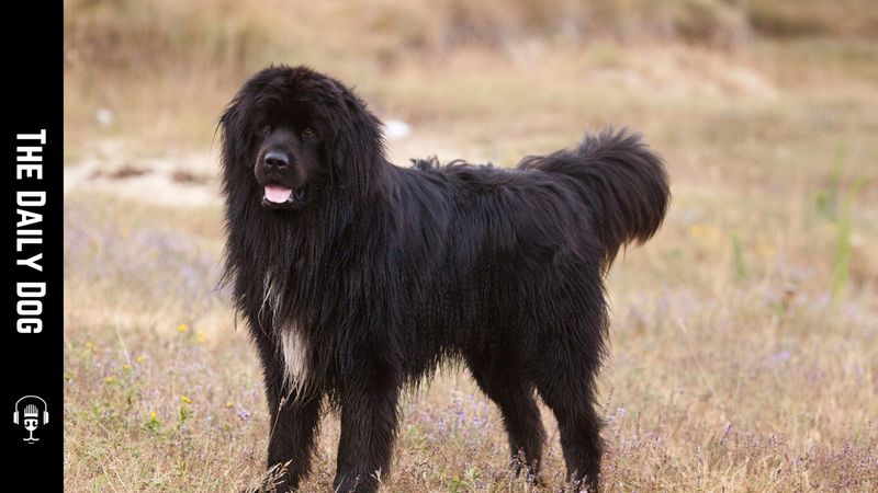 Newfoundland