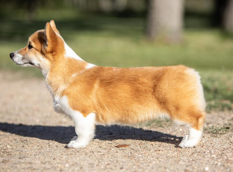Pembroke Welsh Corgi
