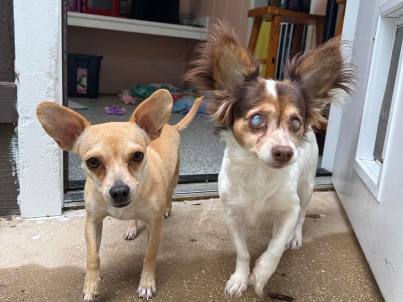 Chihuahua